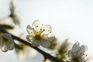 Frühlingsblüte