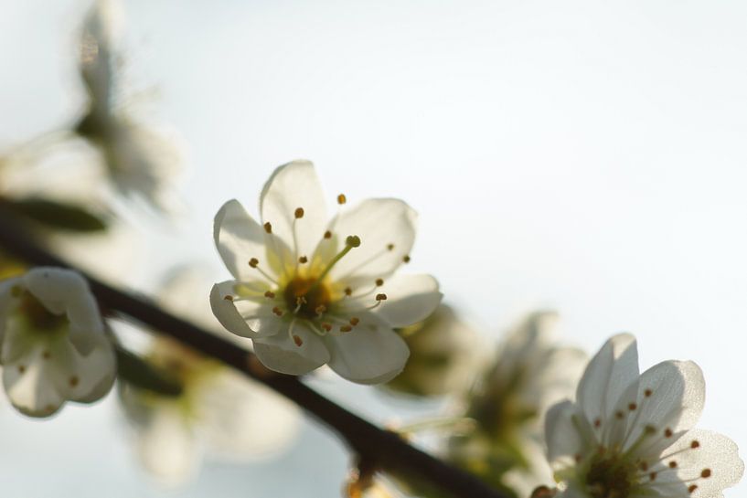 Spring blossom by Carla Mesken-Dijkhoff