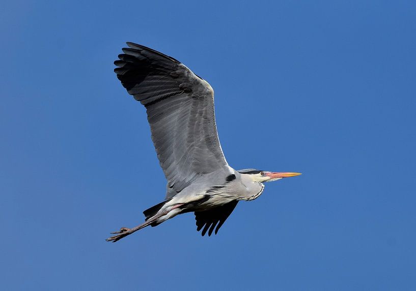 Grey heron in flight by UMWELTBILD Kurt Möbus
