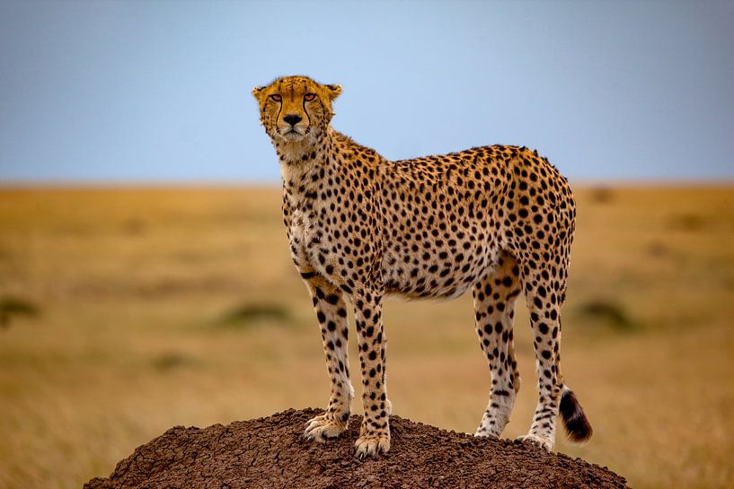 Cheetah op termietenheuvel van Peter Michel