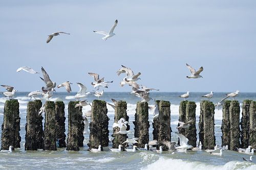 De paalhoofden van Oostkapelle van Rik Verslype