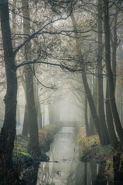 Mystic morning by Dirk van Egmond