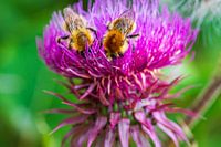 Twin bees
