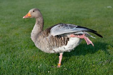 A greylag goose in the meadow by Ulrike Leone