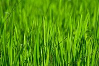 Gras