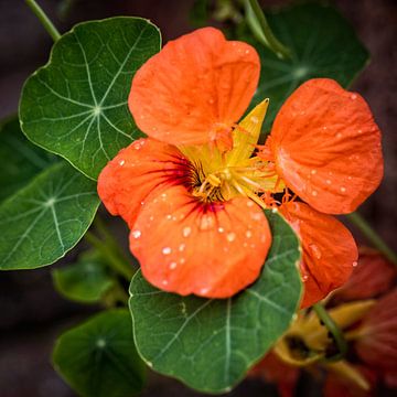 Ostindische Kirsche von Rob Boon