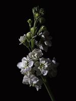 Low Key Flowers