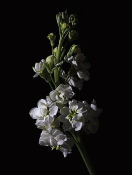 Low key bloem - Violier