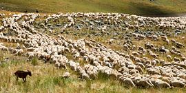Schafherde in den Haute-Alpes
