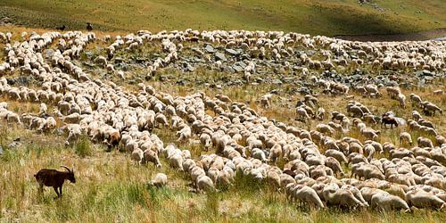 troupeau de moutons dans les Hautes-Alpes