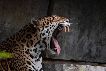 Jaguar by Lucinde Van der Ben