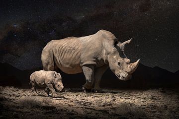 Nachtnashörner von Marcel Egger