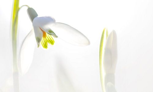 Schneeglöckchen weißer Hintergrund