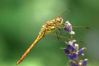 Dragonfly on lavender.