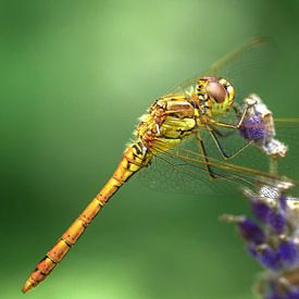 Libelle op lavendel van Rob Jansen