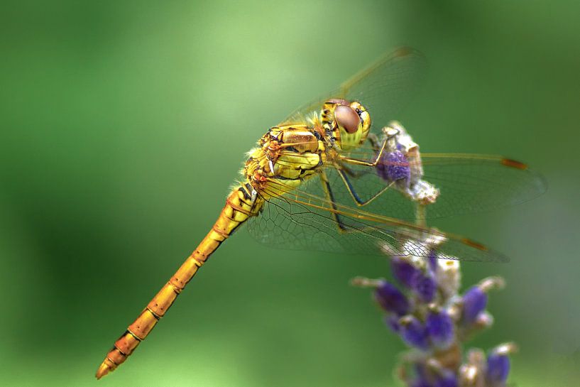 Libelle op lavendel van Rob Jansen