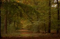 Les forêts du Veluwe