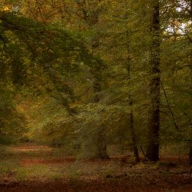 Veluwse bossen van Marcha Bos Fotografie