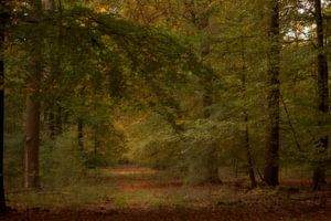 Veluwse bossen van Marcha Bos Fotografie