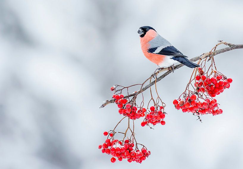 Goudvink / Bullfinch by Pascal De Munck