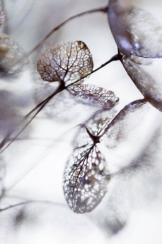 Dried hydrangea