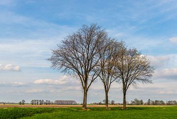 Drie nog kale bomen in een rij van Ruud Morijn