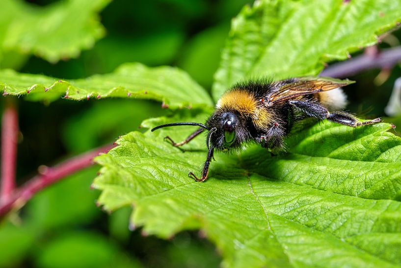 Un aperçu d'une abeille occupée par Andreas Völkel
