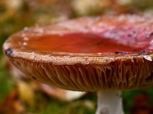 Détail mouche agaric