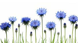 Cornflowers in a row floral still life