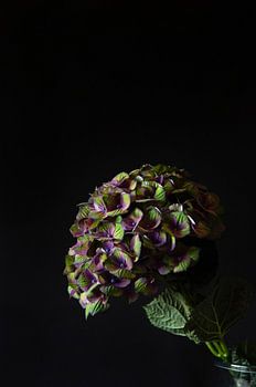 Verborgenes Licht