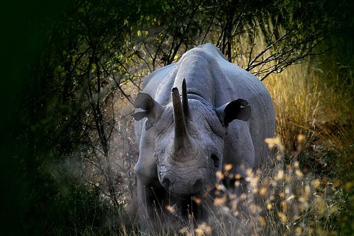 Neushoorn  in Etosha