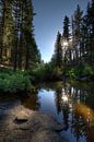 In the Sierra Nevadas forest by Wim Slootweg thumbnail