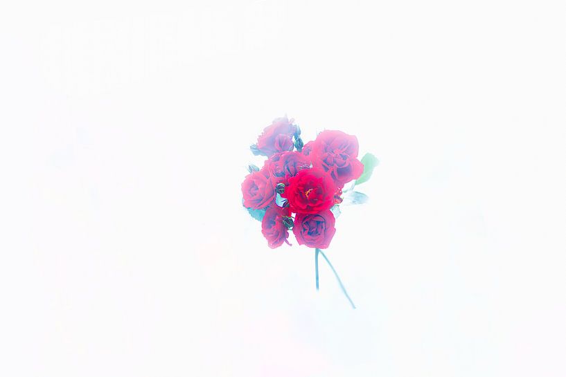 Minimalist red roses in the mist by Shop bij Rob