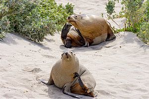 2 Lions de mer