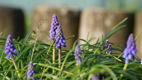 Blue grape hyacinths amongst the fresh green foliage