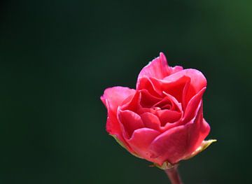 Kleine rosa Rose, leicht rosa von Jolanda de Jong-Jansen