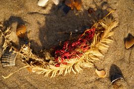 Afval op strand van Jan Nuboer
