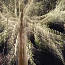 Tree of light von Charlotte Koopman