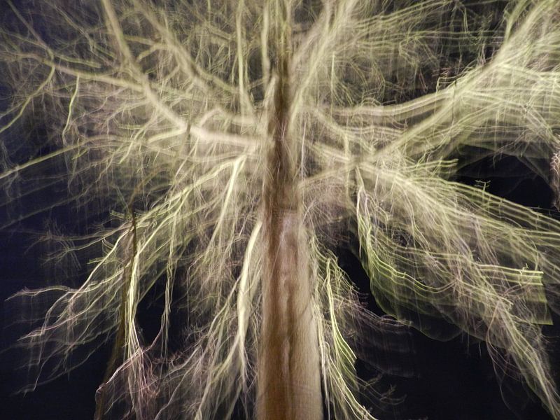Tree of light par Charlotte Koopman
