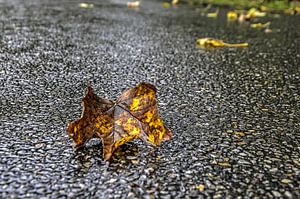 Feuille d'automne sur l'asphalte mouillé