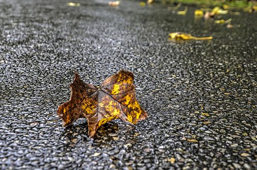 Herfstblad op nat asfalt