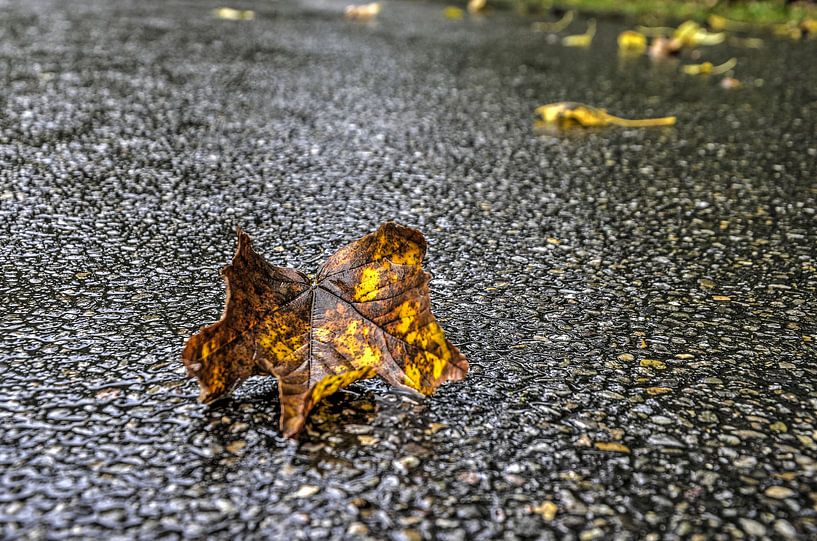 Feuille d'automne sur l'asphalte mouillé par Frans Blok