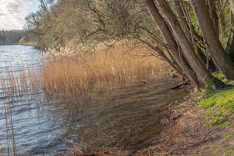 Riet en bomen aan de rand van het meer van Ruud Morijn