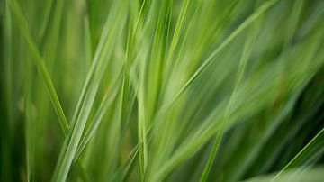 vert gazon sur fantasina