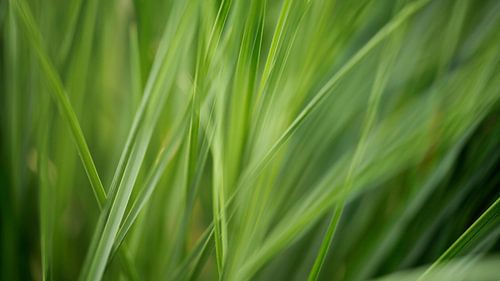 grasgroen van fantasina