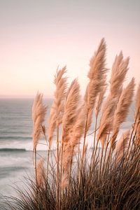 Beach grasses in the evening light