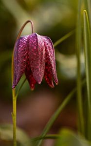 Kiebitzblüte, Fritillaria meleagris