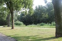 mooi boom