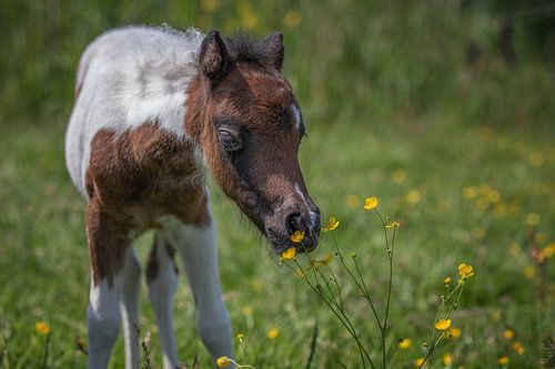 horse foal