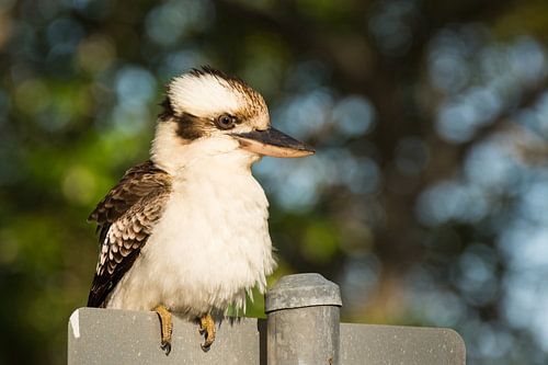 Kookaburra